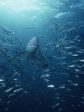 Blue Shark (Prionace Glauca) with a School of Jack Mackerel