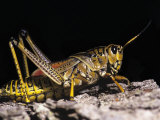 Lubber Grasshopper