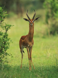 Male Gerenuk  Litocranius Walleri  Samburu National Reserve  Kenya  Africa