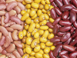 Bean Varieties: Left- Red Kidney  Center- Marfax  Right- Canada Red