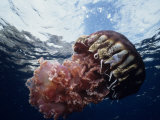 Black Jellyfish (Chrysaora Achylos)  Los Coronado Island  Baja California  Mexico
