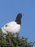 Willow Ptarmigan (Lagopus Lagopus) in Spring Plumage  North America