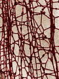 Strands of Cervical Mucus