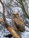 Great Horned Owl Young or Owlet  Bubo Virginianus  Arizona  USA