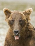 Brown Bear Face  Ursus Arctos  Alaska  USA