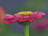 Zinnia Flower  Zinnia Elegans  Maine