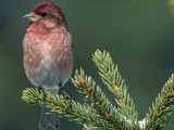 Male Purple Finch (Carpodacus Purpureus)  the State Bird of New Hampshire  USA