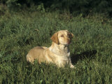 Yellow Labrador Retriever Variety of Domestic Dog