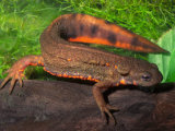 Oriental Firebelly Newt (Cynops Pyhrrogaster)
