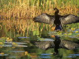Anhinga Drying its Wings  Anhinga Anhinga   Note its Reflection in the Marsh Pond Southern USA