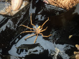 Sea Spider  Pycnogonid  Antarctica