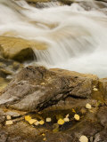 Fallen Aspen Leaves in the Crystal River Foretell the Coming of Winter in the Mountains of Colorado