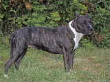 American Staffordshire Terrier Breed of Domestic Dog
