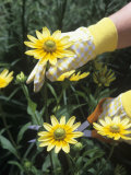 Gardener Cutting Black-Eyed Susans Flowers (Rudbeckia Hirta)  Prairie Sun Variety