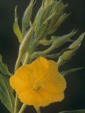 Evening Primrose  Oenothera Biennis  with Dew  USA