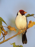 Yellow-Billed Cardinal (Paroaria Capitata)  Brazil  South America