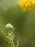 Calendula