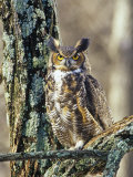 Great Horned Owl (Bubo Virginianus)  North America
