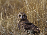 Short-Eared Owl (Asio Flammeus) Standing in Low Vegetation  Colorado  USA