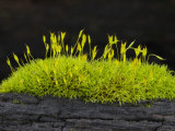 Moss Sporophytes and Gametophytes Growing on a Log  Oregon  USA