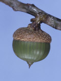 Pin Oak Acorn  Quercus Palustris  North America