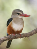 Gray-Headed Kingfisher  Halcyon Leucocephala  Kenya  Africa