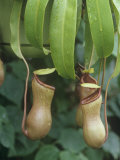Pitcher Plant  Nepenthes Ventricosa