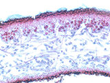 Lichen  Peltigera  Thallus Cross-Section Showing Algal Layer as Red Spheres