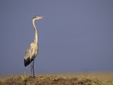 Black-Headed Heron  Ardea Melanocephala  Masai Mara  Kenya