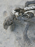 Marine Iguana Skeleton  Galapagos Islands