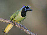 Green Jay  Cyanocorax Yncas  Texas  USA