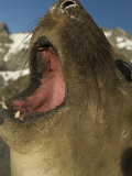 Southern Elephant Seal Pup (Mirounga Leonina) Gold Harbor  South Georgia