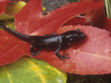 Northwestern Salamander  Ambystoma Gracile  California  USA