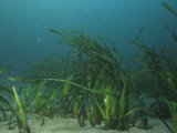 Eelgrass  Zostera Marina  a Marine Flowering Plant  California  Usa  Pacific and Atlantic Oceans