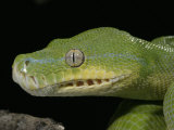 Green Tree Python    Chondropython Viridis  Shedding Skin  Australia  New Guinea
