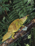 Mountain Chameleon  Chamaeleo Montium  Resting on a Branch in Camaroon  Africa