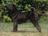 Shar-Pei Variety of Domestic Dog