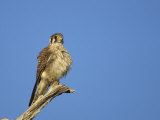 A Female American Kestrel  Falco Sparverius  North America