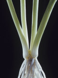 Chives    Allium Schoenoprasum