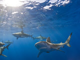 Galapagos Sharks (Carcharhinus Galapagensis)  Oahu  Pacific Ocean  Hawaii  USA