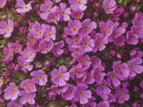 Moss Campion  Silene Acaulis  a Tundra Wildflower  North America