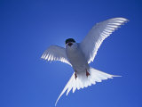 An Arctic Tern in Flight