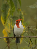 Red-Crested Cardinal  Paroaria Coronata  South America and an Introduced Species in Hawaii  USA