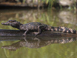 Smooth-Fronted Caiman  Paleosuchus Trigonotus  Amazon Basin  South America