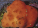 Red Sponge (Ophlitaspongia Pennata)  Phylum Porifera  California  USA