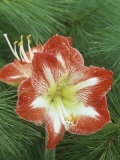 Amaryllis Flowers (Hippeastrum)  Minerva Variety