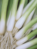 Scallions  Evergreen Hardy White Variety