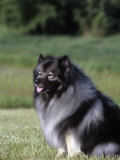 Keeshond Variety of Domestic Dog