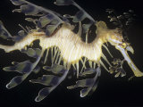 Leafy Sea Dragon (Phycodurus Equus)  Side View  Syngnathidae Australia