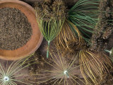 Dill Flower Heads and Seed Harvest